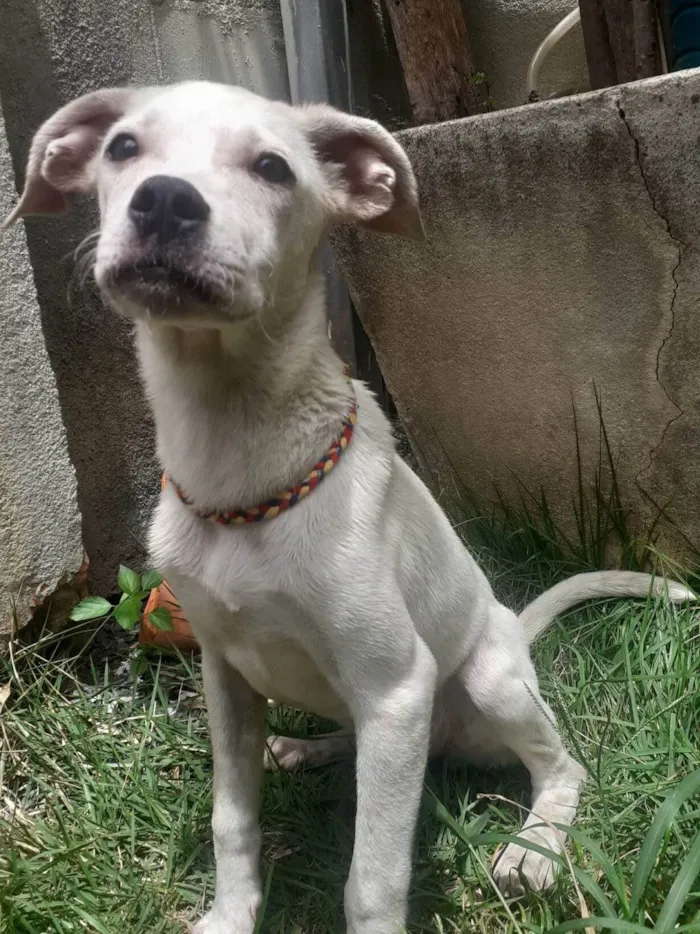 Cachorro ra a SRD-ViraLata idade 2 a 6 meses nome Becca