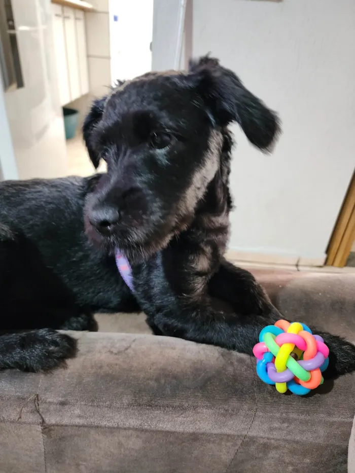 Cachorro ra a Poddle com cocker idade 7 a 11 meses nome SAFIRA