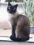 Nick 1aninho
