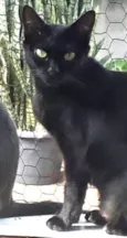 Peta 1aninho Linda