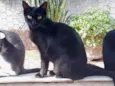 Peta 1aninho Linda