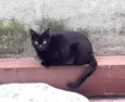 Peta 1aninho Linda