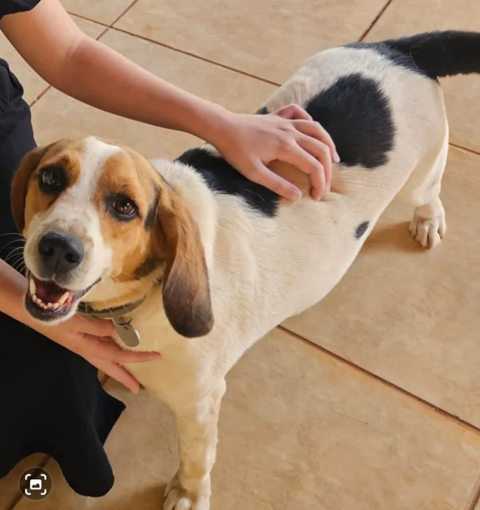 Cachorro ra a Beagle idade 3 anos nome Amora