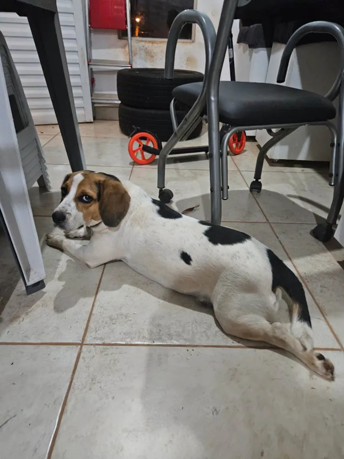 Cachorro ra a Beagle idade 3 anos nome Amora