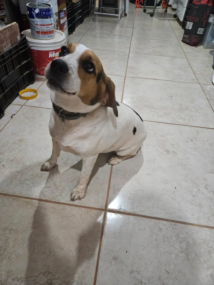 Cachorro ra a Beagle idade 3 anos nome Amora