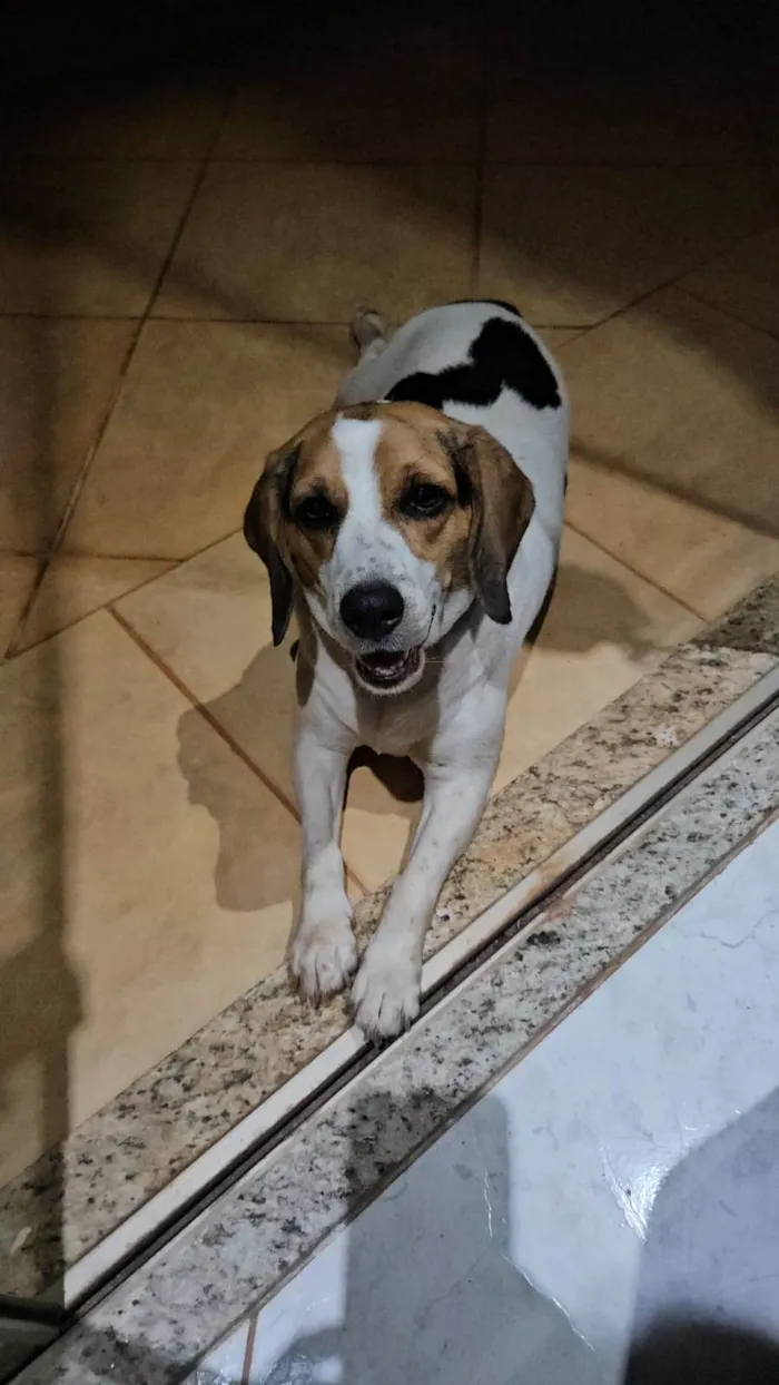 Cachorro ra a Beagle idade 3 anos nome Amora