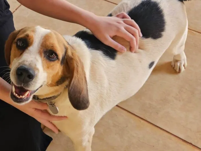 Cachorro ra a Beagle idade 3 anos nome Amora