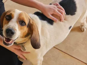 Cachorro raça Beagle idade 3 anos nome Amora