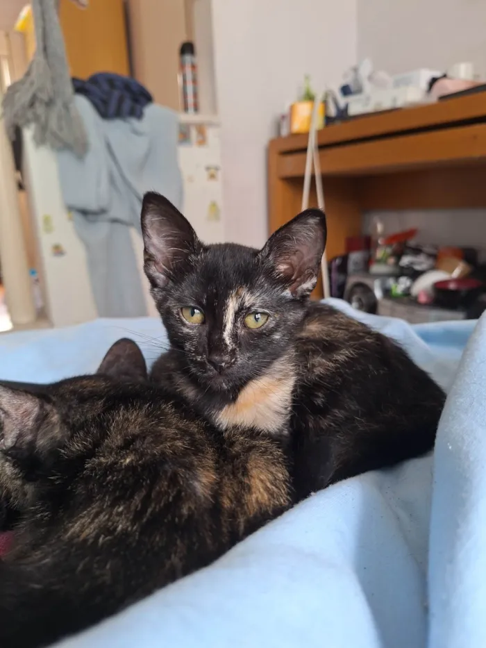 Gato ra a SRD-ViraLata idade 2 a 6 meses nome Sem nome