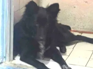 Cachorro raça Pastor mix idade 7 a 11 meses nome Meg