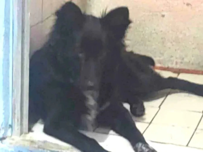 Cachorro ra a Pastor mix idade 7 a 11 meses nome Meg