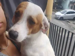 Cachorro raça SRD-ViraLata idade 2 a 6 meses nome Pipoca