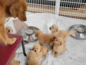 Cachorro raça Golden idade 2 a 6 meses nome Calvina