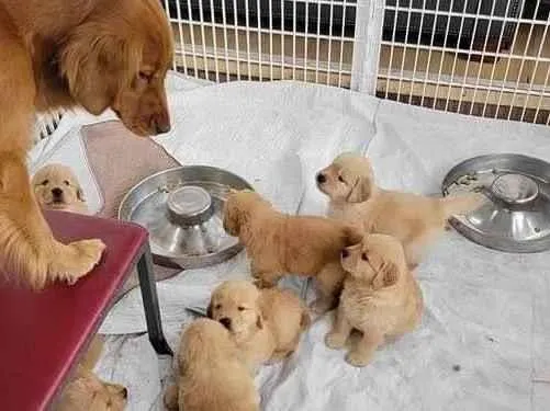 Cachorro ra a Golden idade 2 a 6 meses nome Calvina