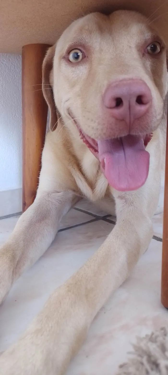 Cachorro ra a Dolby Argentino idade 2 anos nome Thor 