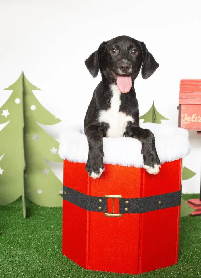 Cachorro ra a SRD-ViraLata idade 2 a 6 meses nome Luigi 