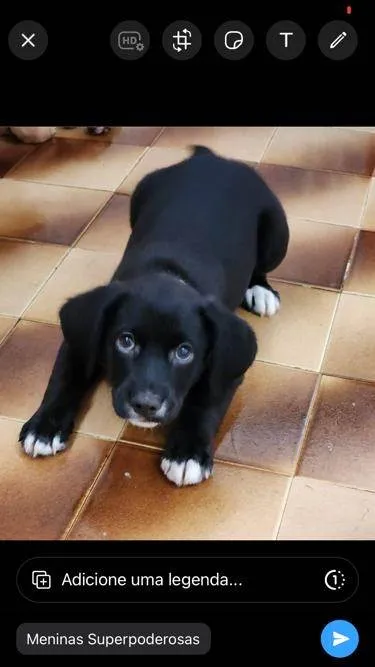 Cachorro ra a SRD-ViraLata idade 2 a 6 meses nome Luigi 