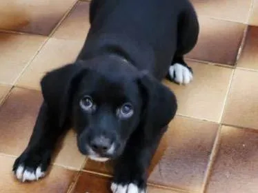 Cachorro ra a SRD-ViraLata idade 2 a 6 meses nome Luigi 