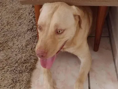 Cachorro raça Dolby Argentino idade 2 anos nome Thor 