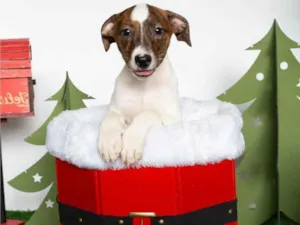 Cachorro raça SRD-ViraLata idade 2 a 6 meses nome Chanel 