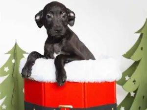 Cachorro raça SRD-ViraLata idade 2 a 6 meses nome Cadinho 