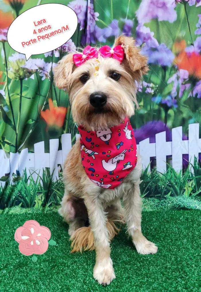 Cachorro ra a SRD-ViraLata idade 4 anos nome Lara