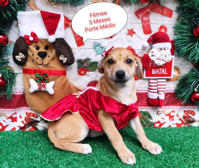 Cachorro ra a SRD-ViraLata idade 2 a 6 meses nome Luisa