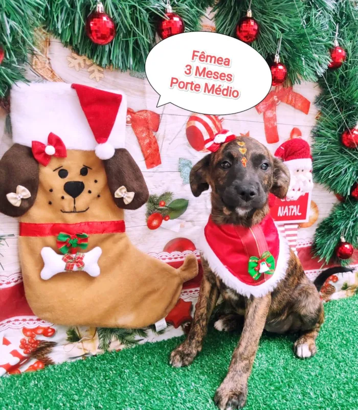 Cachorro ra a SRD-ViraLata idade 2 a 6 meses nome Abelhuda