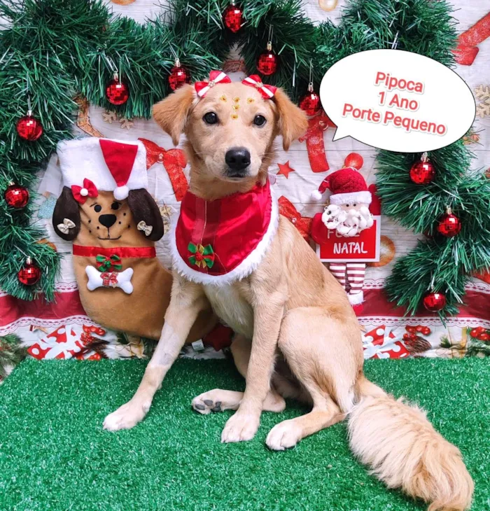 Cachorro ra a SRD-ViraLata idade 1 ano nome Pipoca 