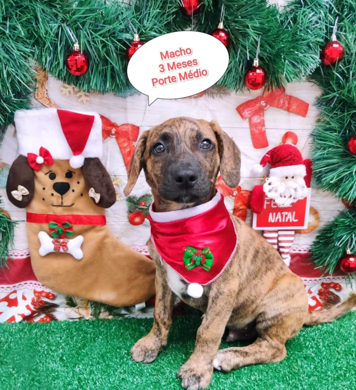 Cachorro ra a SRD-ViraLata idade 2 a 6 meses nome Negresco