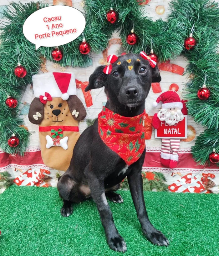 Cachorro ra a SRD-ViraLata idade 1 ano nome Cacau
