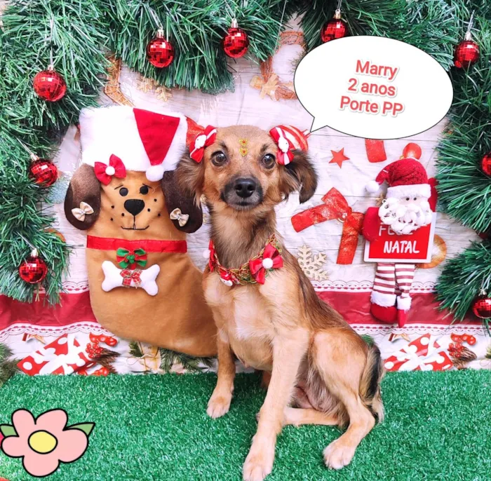 Cachorro ra a SRD-ViraLata idade 2 anos nome Marry