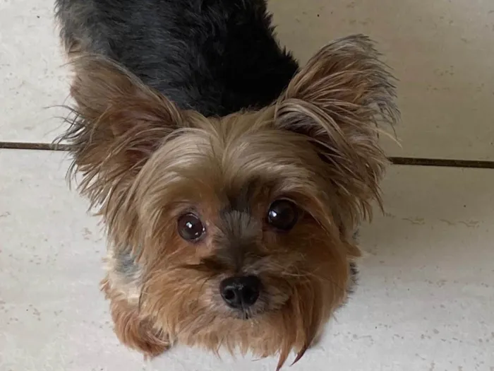 Cachorro ra a Yorkshire idade 1 ano nome Polly