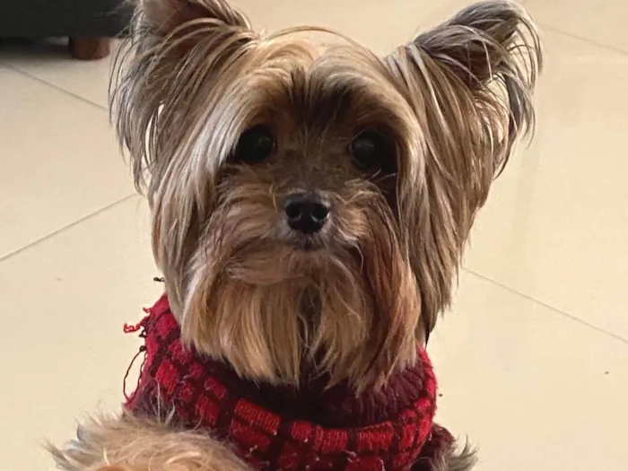 Cachorro ra a Yorkshire idade 1 ano nome Polly