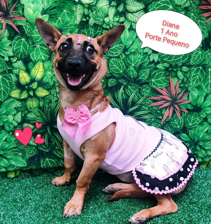 Cachorro ra a SRD-ViraLata idade 1 ano nome Diana 