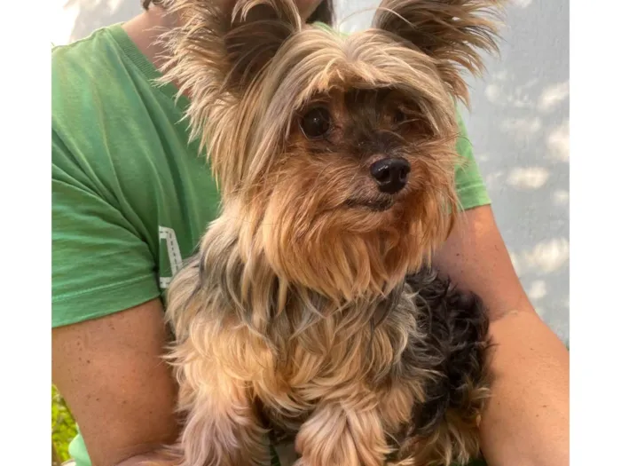 Cachorro ra a Yorkshire idade 1 ano nome Polly