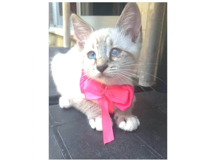 Gato ra a SRD-ViraLata idade 2 a 6 meses nome Tifani