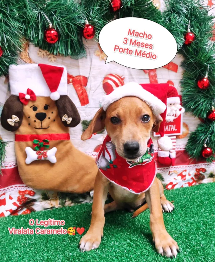 Cachorro ra a SRD-ViraLata idade 2 a 6 meses nome Tobias