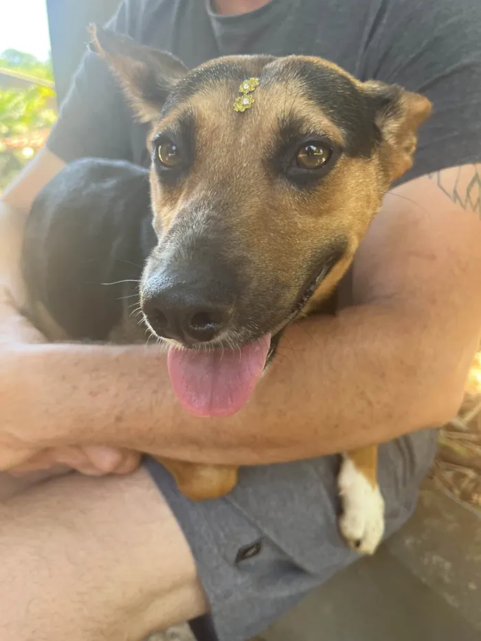 Cachorro ra a SRD-ViraLata idade 1 ano nome Ipa