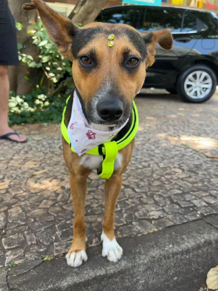 Cachorro ra a SRD-ViraLata idade 1 ano nome Ipa