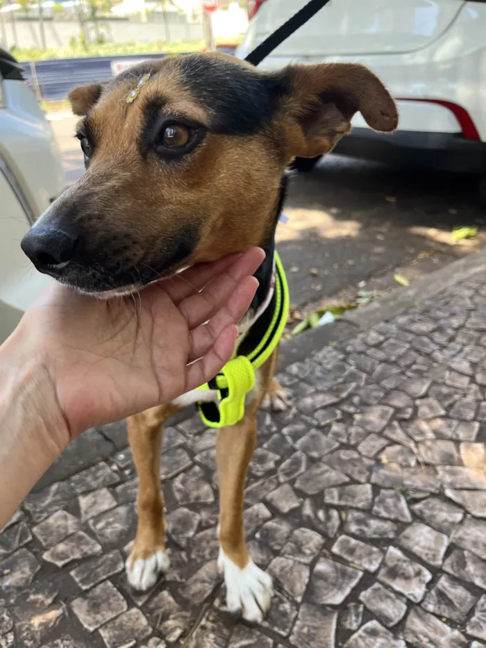 Cachorro ra a SRD-ViraLata idade 1 ano nome Ipa