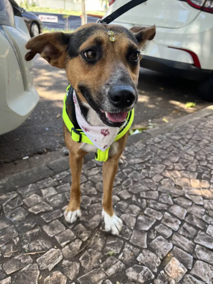 Cachorro ra a SRD-ViraLata idade 1 ano nome Ipa
