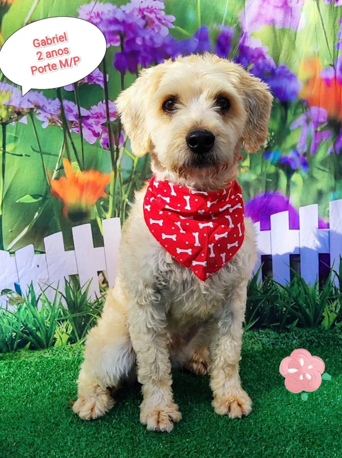 Cachorro ra a SRD-ViraLata idade 2 anos nome Gabriel
