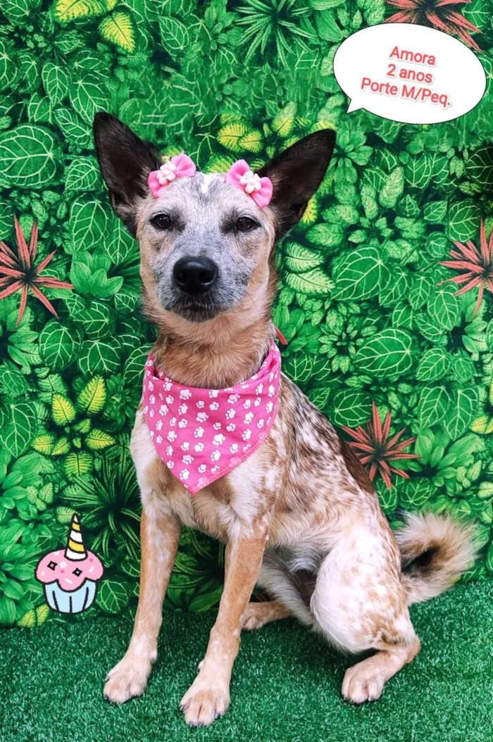 Cachorro ra a SRD-ViraLata idade 2 anos nome Amora pintada