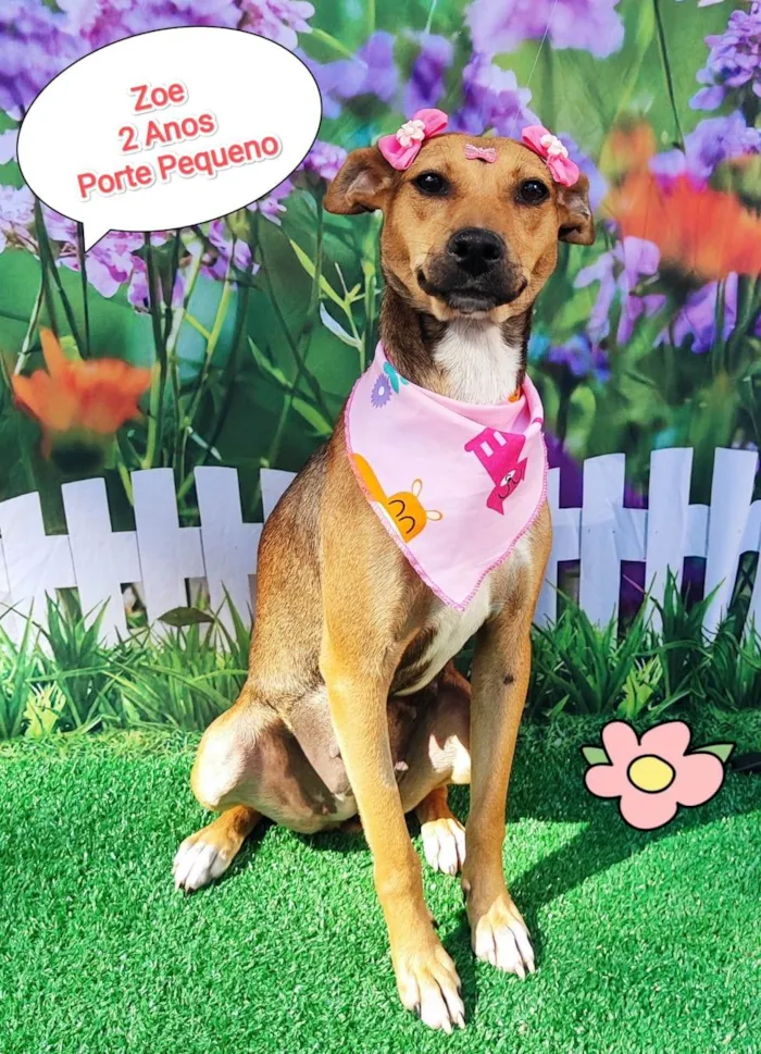 Cachorro ra a SRD-ViraLata idade 2 anos nome Zoe