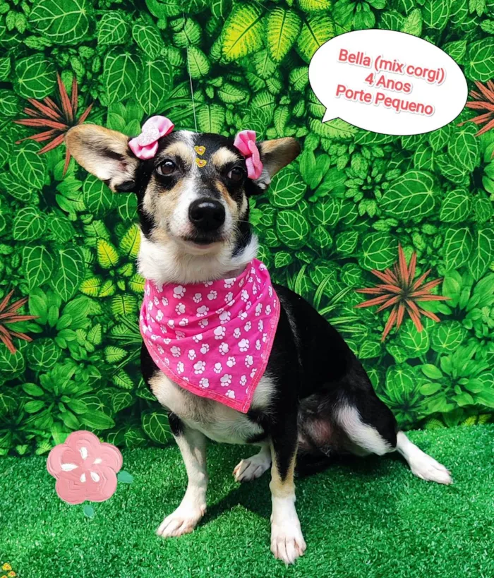 Cachorro ra a Mix corgi  idade 4 anos nome Bella