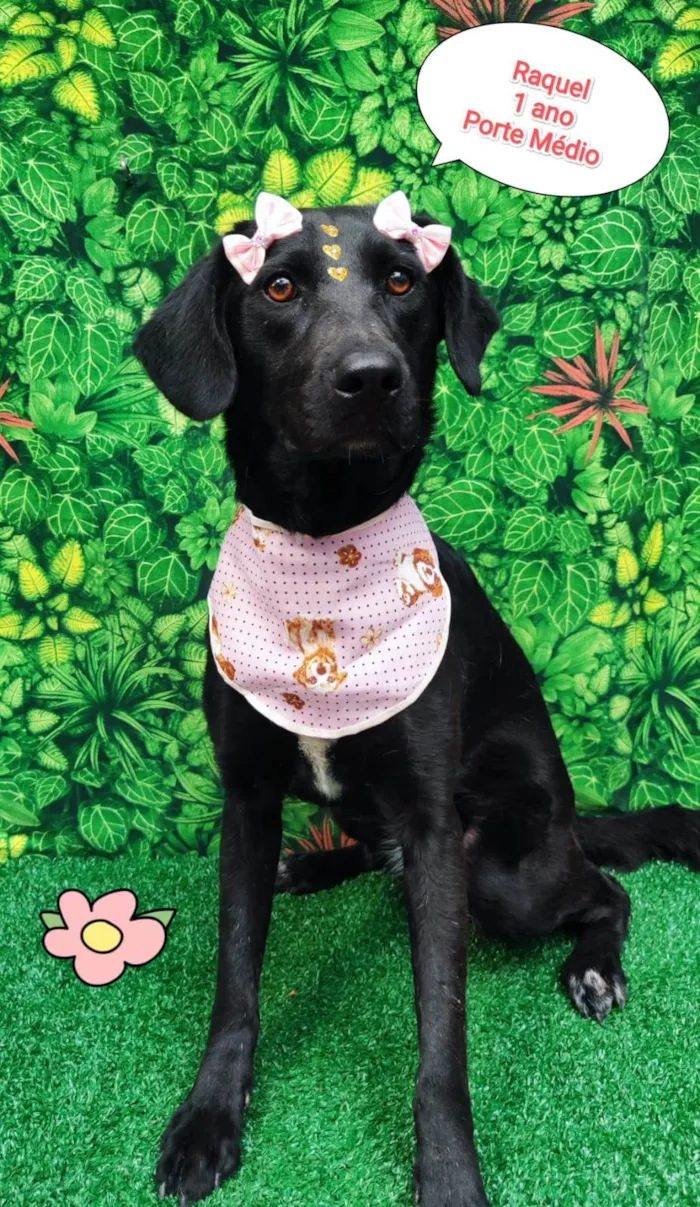 Cachorro ra a SRD-ViraLata idade 1 ano nome Raquel