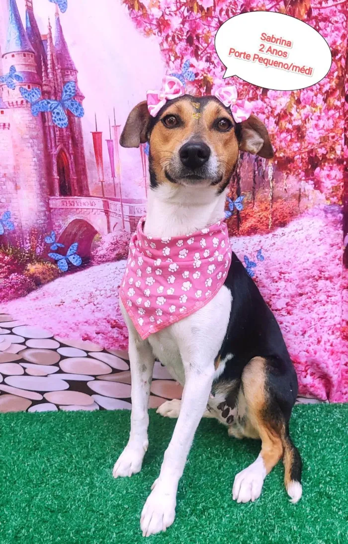 Cachorro ra a SRD-ViraLata idade 2 anos nome Sabrina