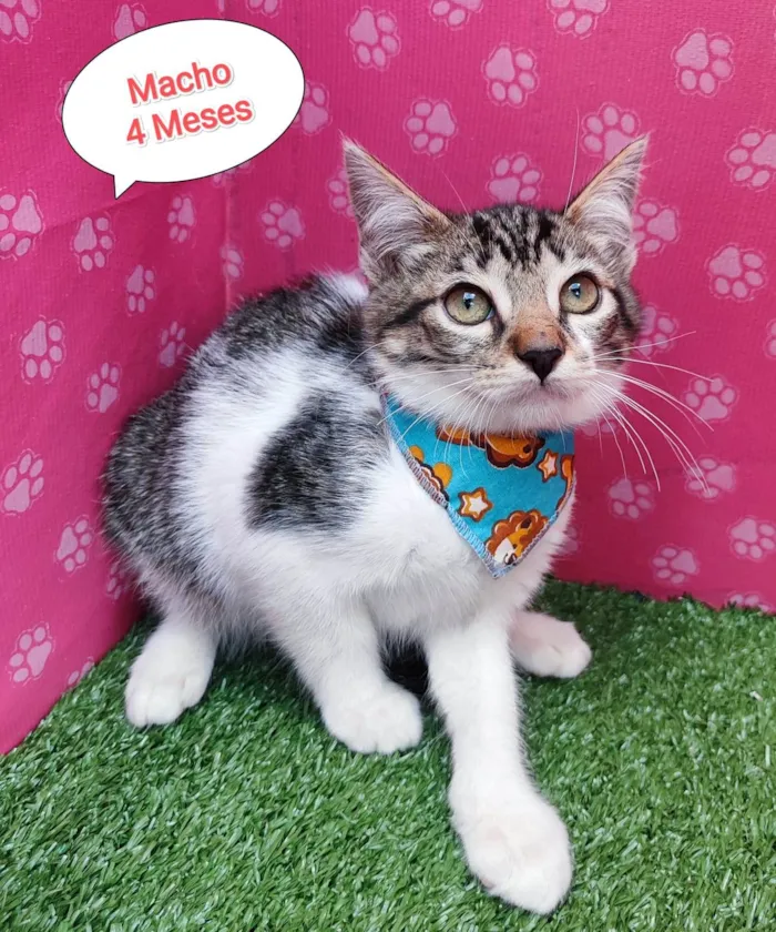 Gato ra a SRD-ViraLata idade 2 a 6 meses nome Tobe