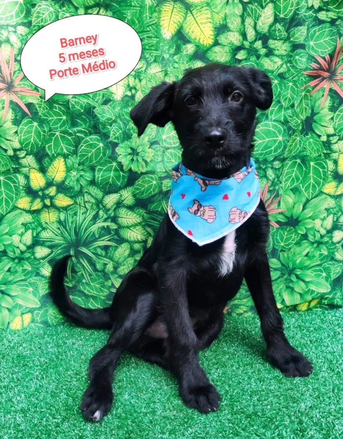 Cachorro ra a SRD-ViraLata idade 2 a 6 meses nome Barney